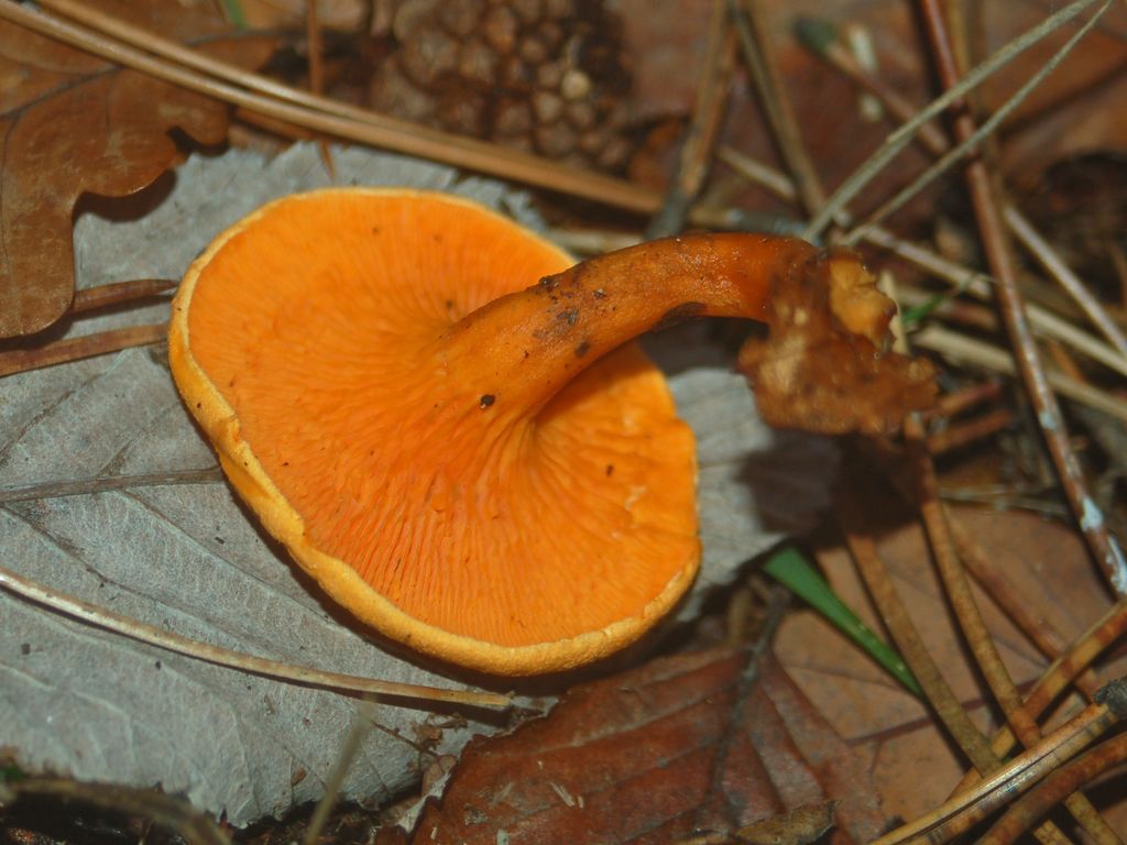 Hygrophoropsis aurantiaca